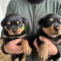 Cuccioli rottweiler
