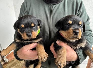 Cuccioli rottweiler