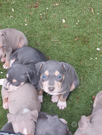 Pitbull tricolor