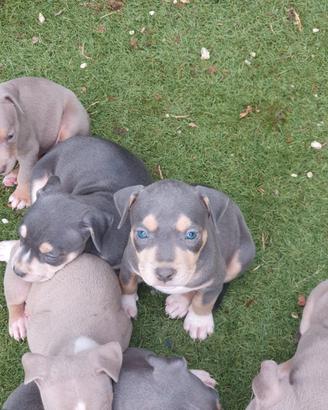 Pitbull tricolor