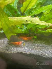 Red cherry