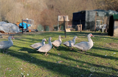 Anatre mute grigio perla