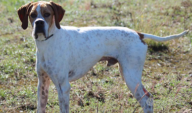 Pointer Inglese campione