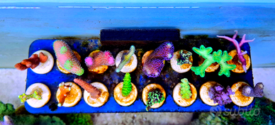 Talee frag coralli aquario marino