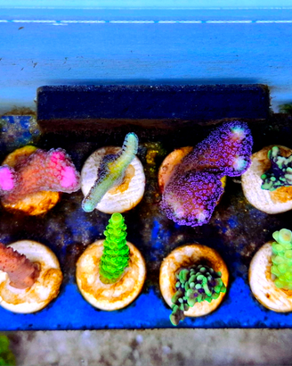 Talee frag coralli aquario marino