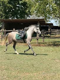 Pony da salto