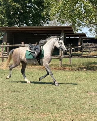 Pony da salto