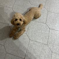 Cane razza Barbone