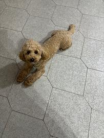 Cane razza Barbone