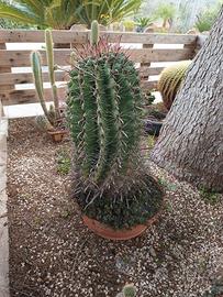 ferocactus