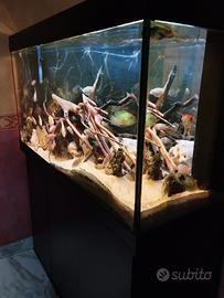 acquario 