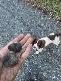 Spinger spaniel da tartufo