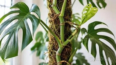 Monstera Verde o Variegata C.E.R.C.O