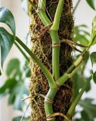 Monstera Verde o Variegata C.E.R.C.O