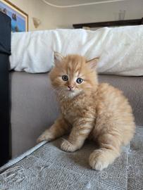 Gattino incrocio British Shortair X Angora Turco