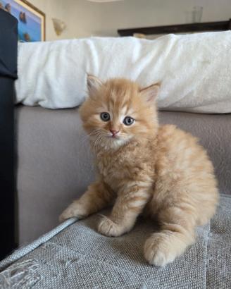 Gattino incrocio British Shortair X Angora Turco