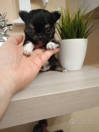 Cuccioli chihuahua