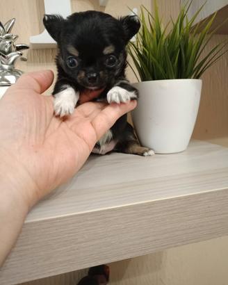 Cuccioli chihuahua
