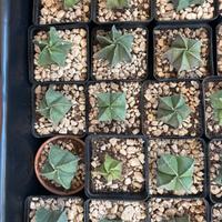 🌵Cactus Astrophytum nudum🌵