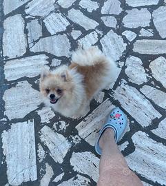 Spitz di Pomerania