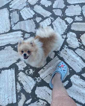 Spitz di Pomerania