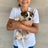 Cuccioli di Allevamento Jack Russel Abruzzo