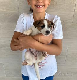 Cuccioli di Allevamento Jack Russel Abruzzo