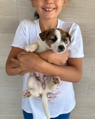 Cuccioli di Allevamento Jack Russel Abruzzo
