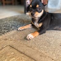 Chihuahua maschio con pedigree Enci