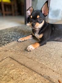 Chihuahua maschio con pedigree Enci