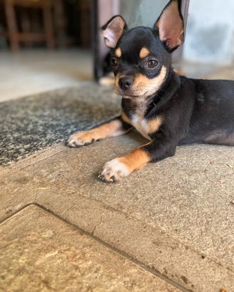 Chihuahua maschio con pedigree Enci