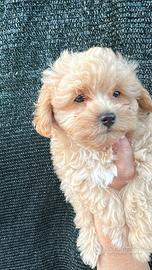 Maltipoo maschio