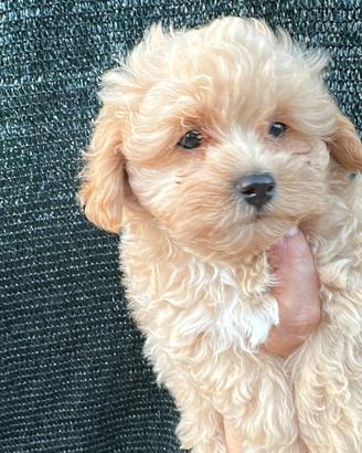 Maltipoo femmina