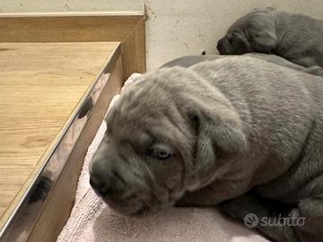 Cuccioli Cane Corso