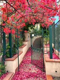 Villetta ischia porto