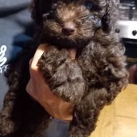 1 maschio e 1 femmina