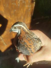 Quaglie Cinesi