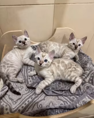 Ultima femmina Bengala Snow Lynx con pedigree ANFI