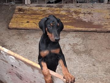 cucciola doberman