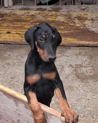 cucciola doberman