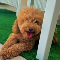 Barboncina di tre anni