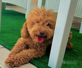 Barboncina di tre anni