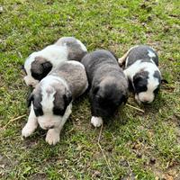 Pastore asia centrale