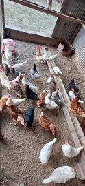 Galline