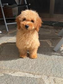 Barboncino nano albicocca