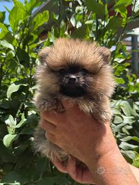 Spitz cuccioli