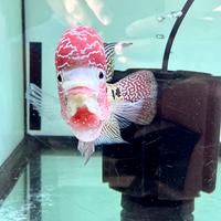 ViP Kamfa flowerhorn import