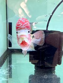 ViP Kamfa flowerhorn import