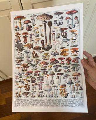 Poster stampa funghi botanica quadro cucina