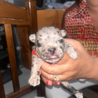 Cuccioli di Bulldog Francese disponibili